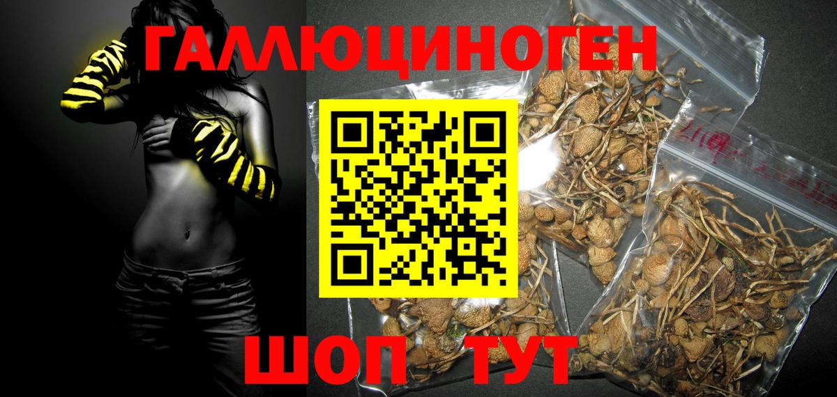 Галлюциногенные грибы Psilocybe  Псилоцибиновые грибы Psilocybine cubensis  Тында  Вход с VPN 